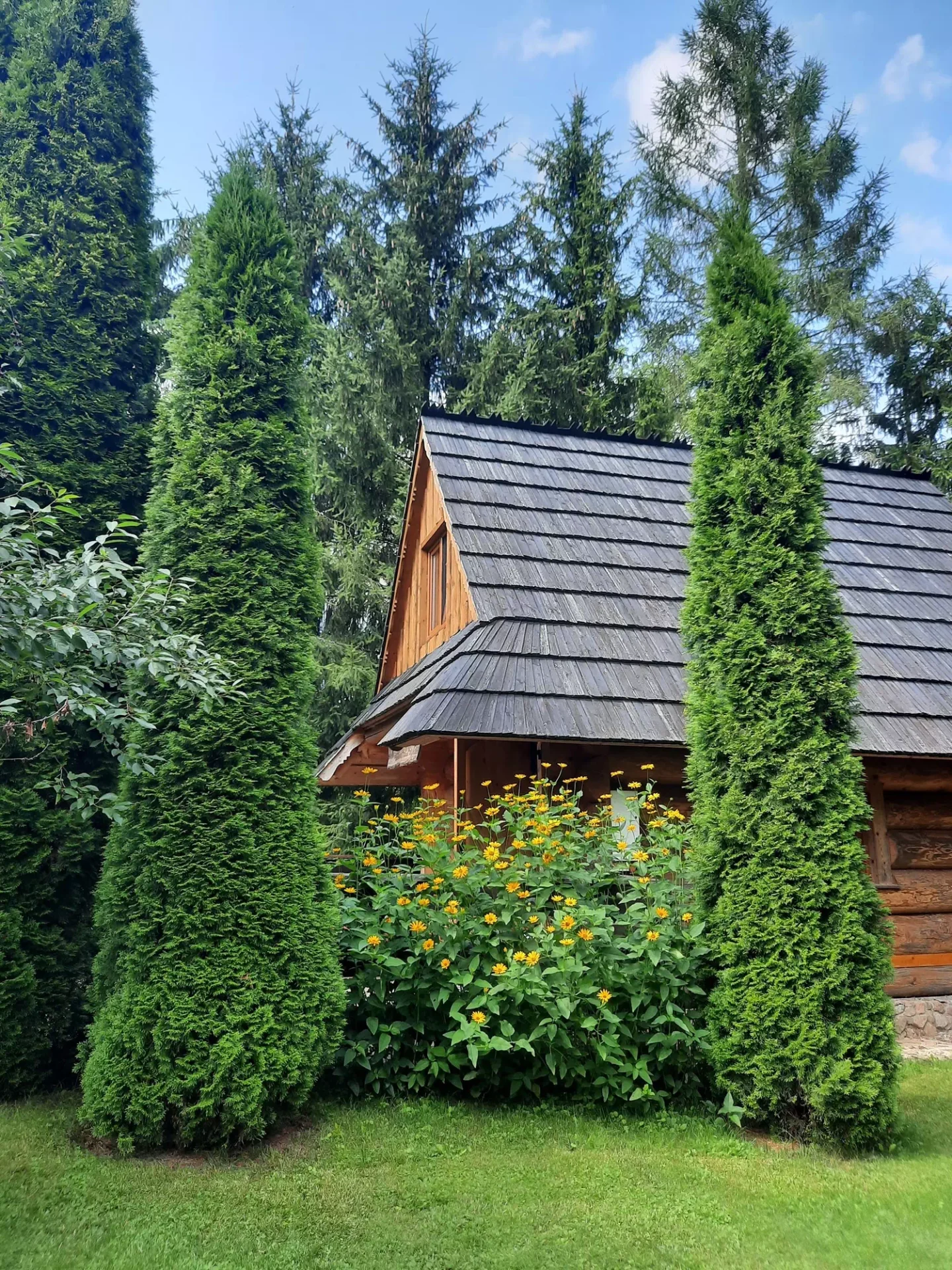 agro norwa sumowo szalas 4 osoby wsrod drzew